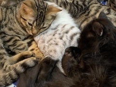 ��������ȔL�J�t�F �A�t���f�B�[�e�̎ʐ^1