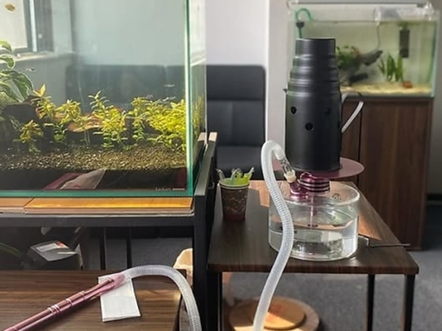 �V�[�V�� Noel �m�G���̎ʐ^1