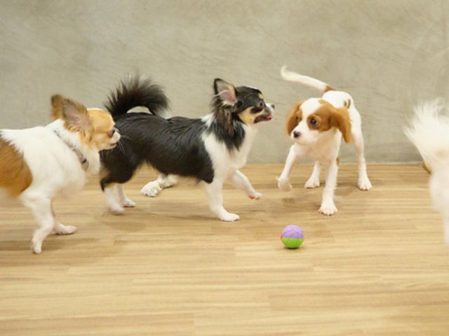 AHBASE �G�[�G�C�`�x�[�X�̎ʐ^1