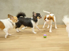 AHBASE �G�[�G�C�`�x�[�X�̎ʐ^1