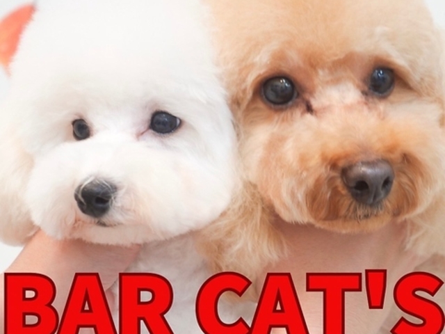 CAT'S �L���b�c�̎ʐ^1