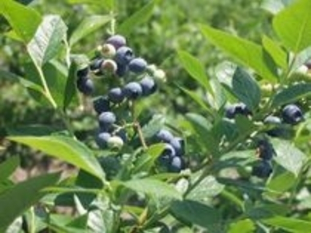 �u���[�x���[���