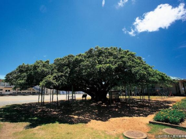 ���{��̃K�W���}��