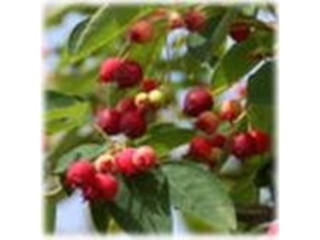 �L�b�`���t�@�[�����[�h