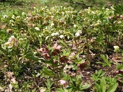 �G�]���}�c�c�W�E�J�^�N���E�N���X�}�X���[�Y�̎ʐ^1