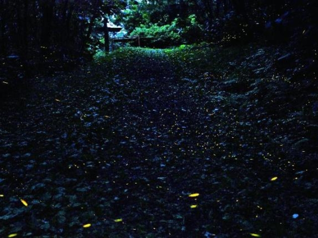 �q���{�^���Ϗ܂̎ʐ^1