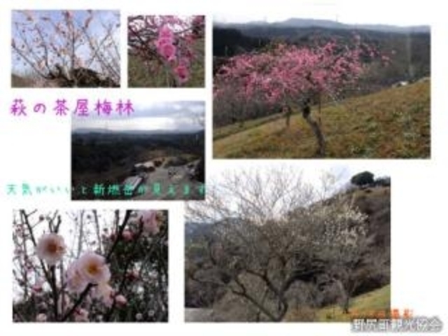 ���̒����~�̎ʐ^1