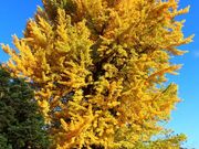 �ՏƎ��̑�C�`���E�̎ʐ^1