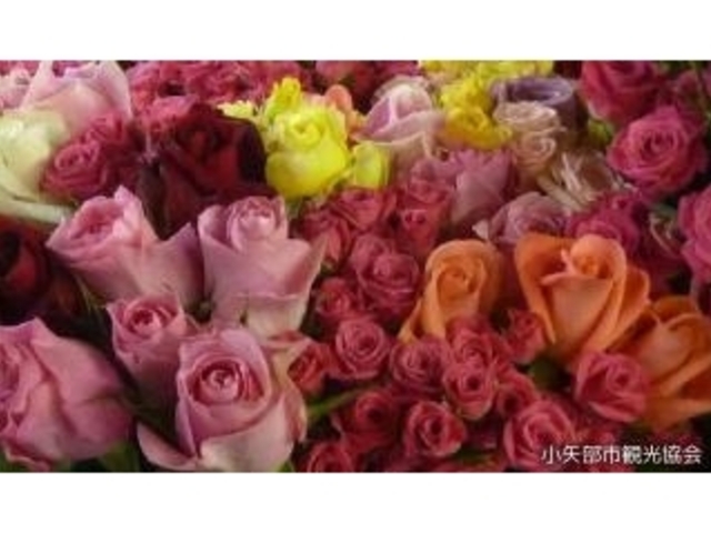 �c�����|�i�����w���H�[�j�̎ʐ^1