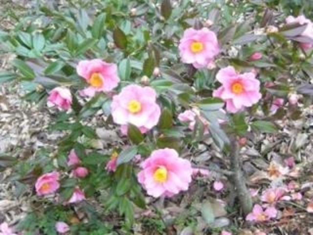 ���s���^�����񂩁^�΂��̎ʐ^1