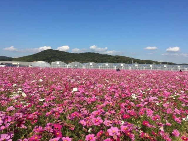 �Ԃ̊C�^�R�X���X�̎ʐ^1