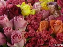 �c�����|�i�����w���H�[�j�̎ʐ^