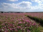 �Ԃ̊C�^�R�X���X�̎ʐ^2