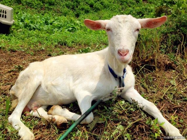 �����l�l�h�k�j��_�����lMILK��