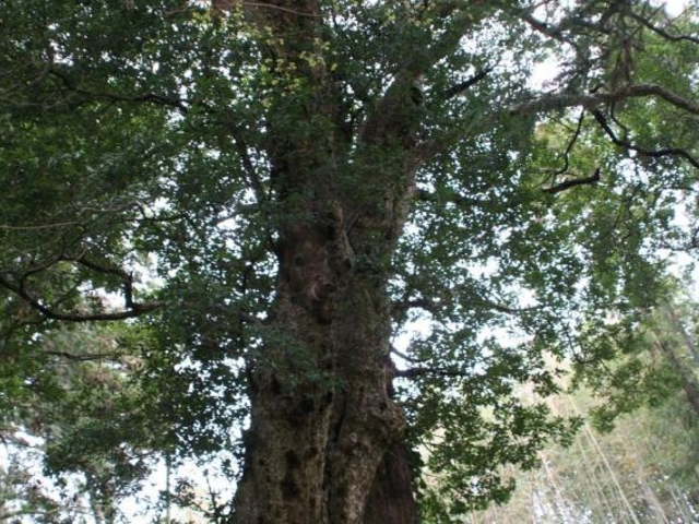 �Z���_�Ђ̃J�S�m�L