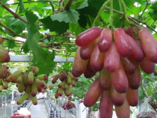 ���S�@�_���^�ʎ����J�t�F�����悤��