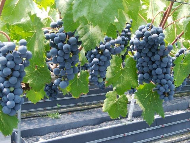 ���S�@�_���^�ʎ����J�t�F�����悤��