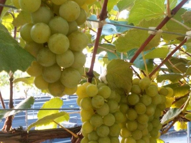 ���S�@�_���^�ʎ����J�t�F�����悤��