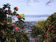 ��R�����΂��̌a�̎ʐ^1