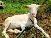 �����lMILK���̎ʐ^2