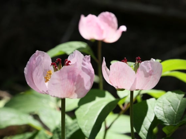 ���R�����v�ۂ̃x�j�o�i���}�V���N���N�̎ʐ^1