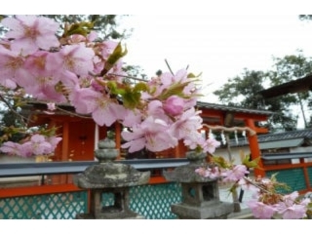 ���c���_�Ђ̍��̎ʐ^1