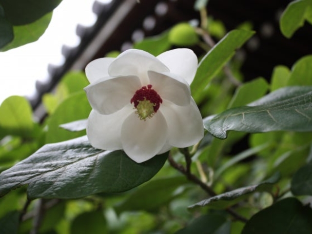 ���c���̑�R�@�؂̎ʐ^1