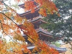 �C�Z�R���̍g�t�̎ʐ^1