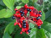 ���R�����v�ۂ̃x�j�o�i���}�V���N���N�̎ʐ^2