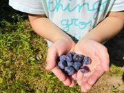 ����[�R���̖��_��͔|�u���[�x���[���̎ʐ^2