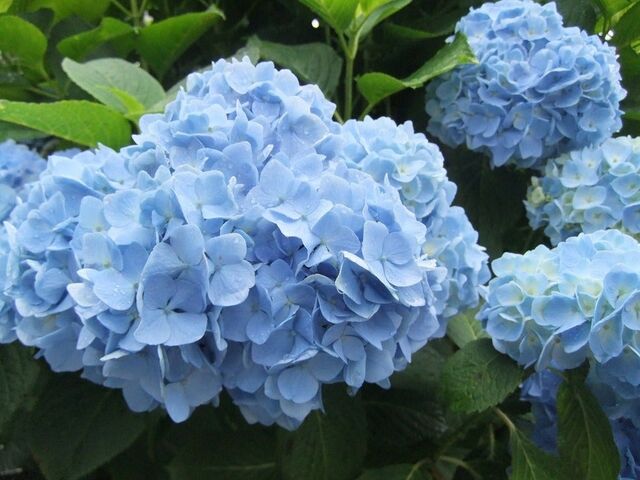 ����ω��@�i��������j�̂��������̎ʐ^1