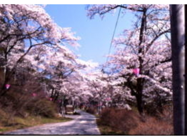 ���R�X�ь����̎ʐ^1