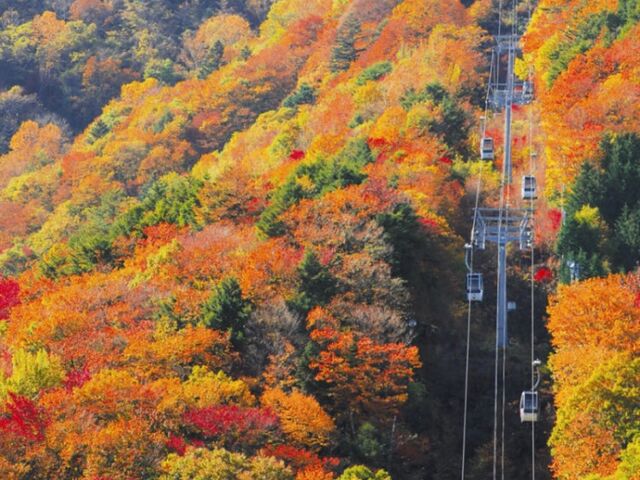 �x�m���䍂�����[�v�E�F�C�w�u���X���̂͂�