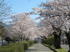 長野市城山公園の桜の写真1