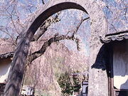 ���J���i��c�s�j�̎ʐ^1