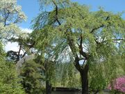 ���J���i��c�s�j�̎ʐ^3