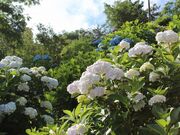 ����ω��@�i��������j�̂��������̎ʐ^2