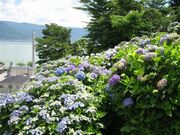 ����ω��@�i��������j�̂��������̎ʐ^3