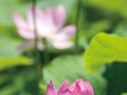 ��ːK�j�Ռ����̃n�X�̎ʐ^2