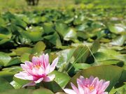 ��ːK�j�Ռ����̃n�X�̎ʐ^3