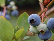 �ӓ����E�u���[�x���[�_���̎ʐ^3