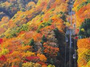 �x�m���䍂�����[�v�E�F�C�w�u���X���̂͂�̎ʐ^1