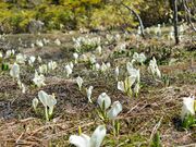 �����R�������̎ʐ^2