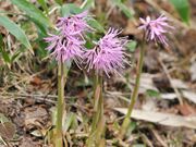 �����R�������̎ʐ^3