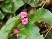 �����R�������̎ʐ^4