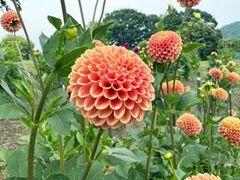 �A�C���X�̋u�@�_���A���I�[�v���̎ʐ^1