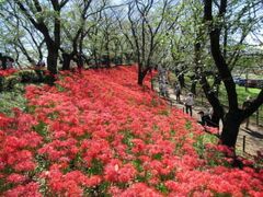 �X�c�S�H�� ���������� Mirai Park�i����������4�������j�̙֎썹�؂̎ʐ^1