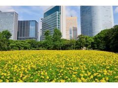 �l���{�����뉀�@�R�X���X�̊J�Ԃ̎ʐ^1