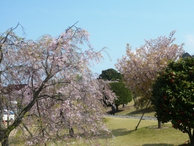 �K�c���������̎}����