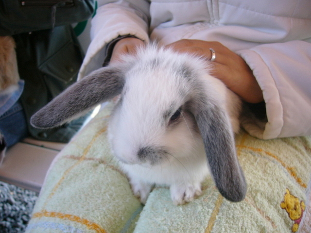 �ɍ��ۃO���[���q��